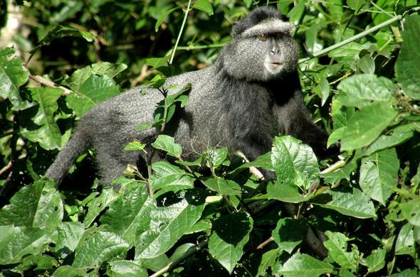 KAKAMEGA FOREST NATIONAL RESERVE